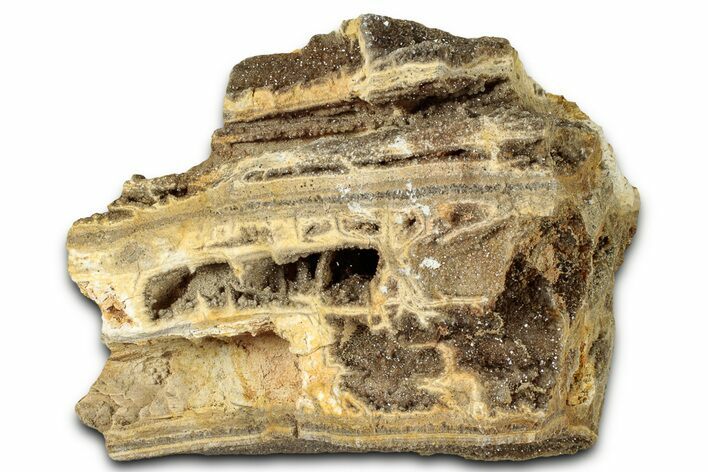 Glittering Petrified Wood with Druzy Quartz - Alabama #325392